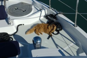 Quincy Resting on the Bow