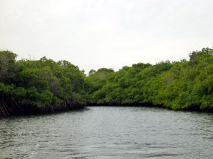 Amortajada Mangroves