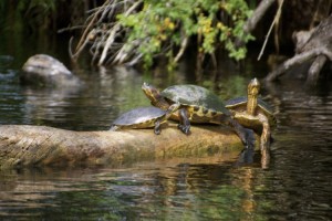 140104 Family of turtles on Rio La Tovara