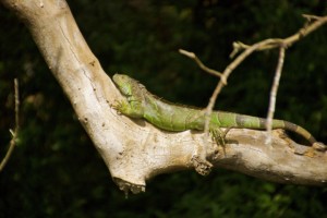 140104 Green iguana