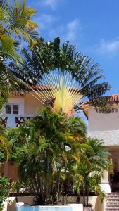 Very symmetrical palm at the pool