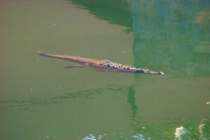Big croc in the marina