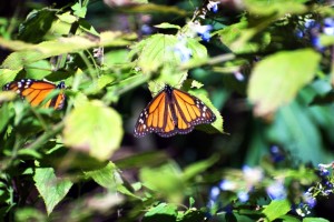140305 Monarchs 3