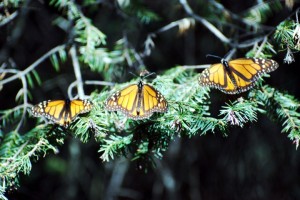 140305 Monarchs 4
