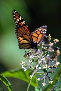 140305 Monarchs 6