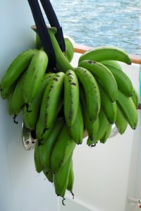 140513 An embarassment of bananas