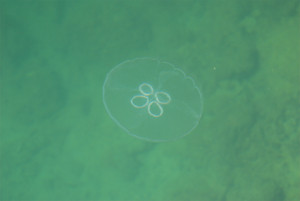 140615 Jellyfish 4