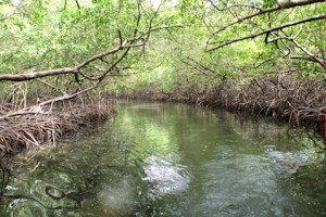 140715 Mangrove river