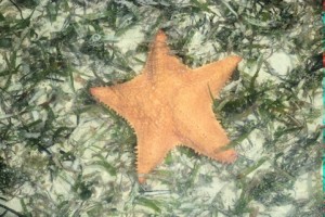 140720 Starfish at Green Island