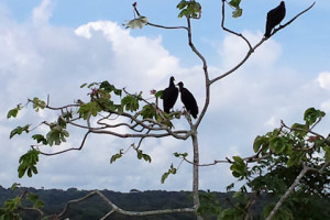 140825 Vultures at San Lorenzo