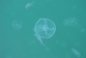 140918 Jellyfish 2