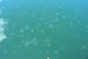 140918 Jellyfish 3