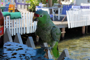 141016 Bocas parrot 2