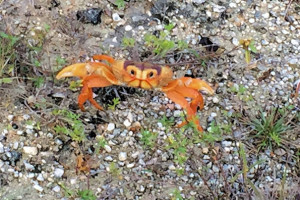 150320 Long Island Land Crab