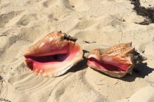 150529 Lynard Cay conch shells