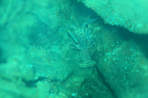 150531 Egg Island lobster