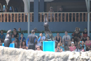 150618 Ocean World sea lions 1