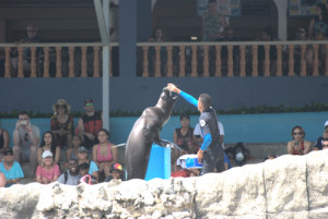 150618 Ocean World sea lions 2