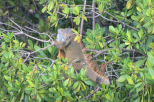 151108 Green Cay iguana 2