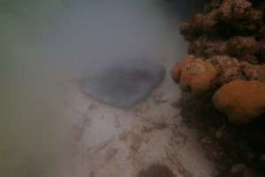 160529 Cades Reef 10