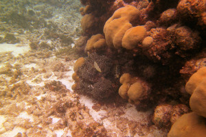 160529 Cades Reef 11
