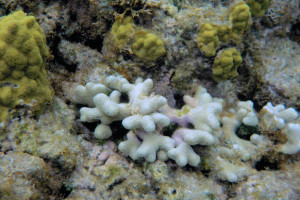 160529 Cades Reef 2