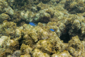 160529 Cades Reef 5