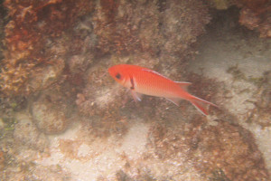 160529 Cades Reef 8