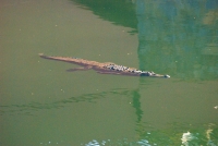 Cruising crocodile in the Ixtapa Marina
