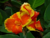 Flower at the Arenal volcano