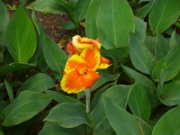 Flower at the Arenal volcano