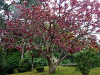 Tree at the Arenal volcano