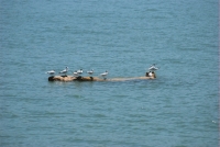 Seabirds taking a break