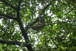 Sloth in a tree near Bahia Linton, Panama