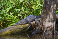 Medium sized croc on the La Tovara River