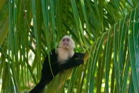 A thoughtful monkey